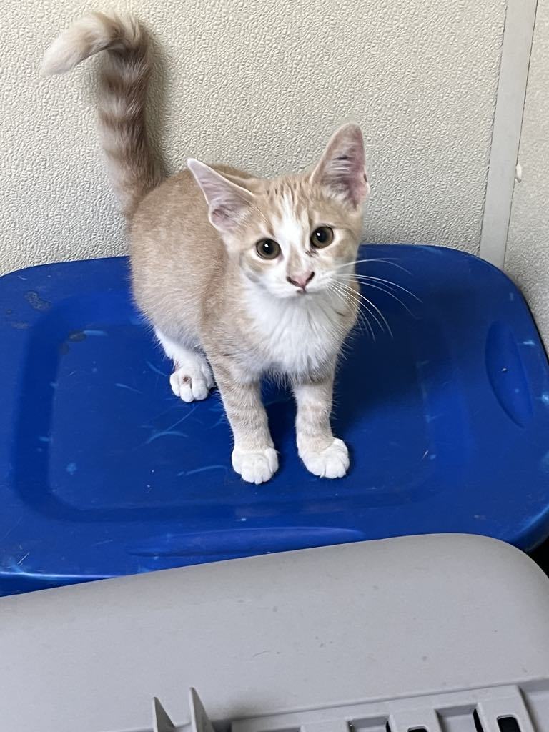 Potsie