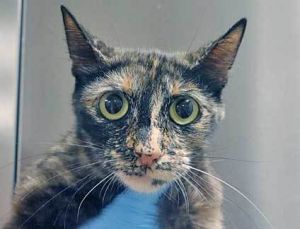 785550, Adult Female unknown