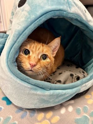 Orange Crush Domestic Short Hair Cat