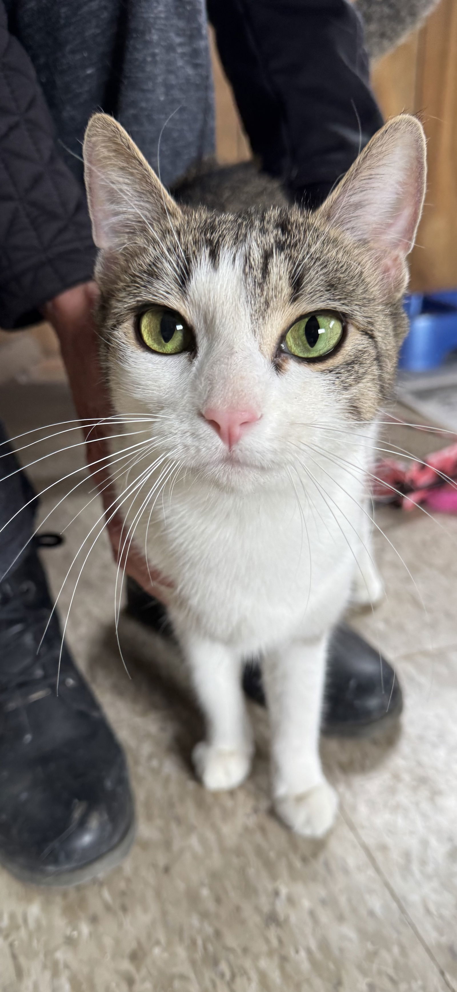 Chloe