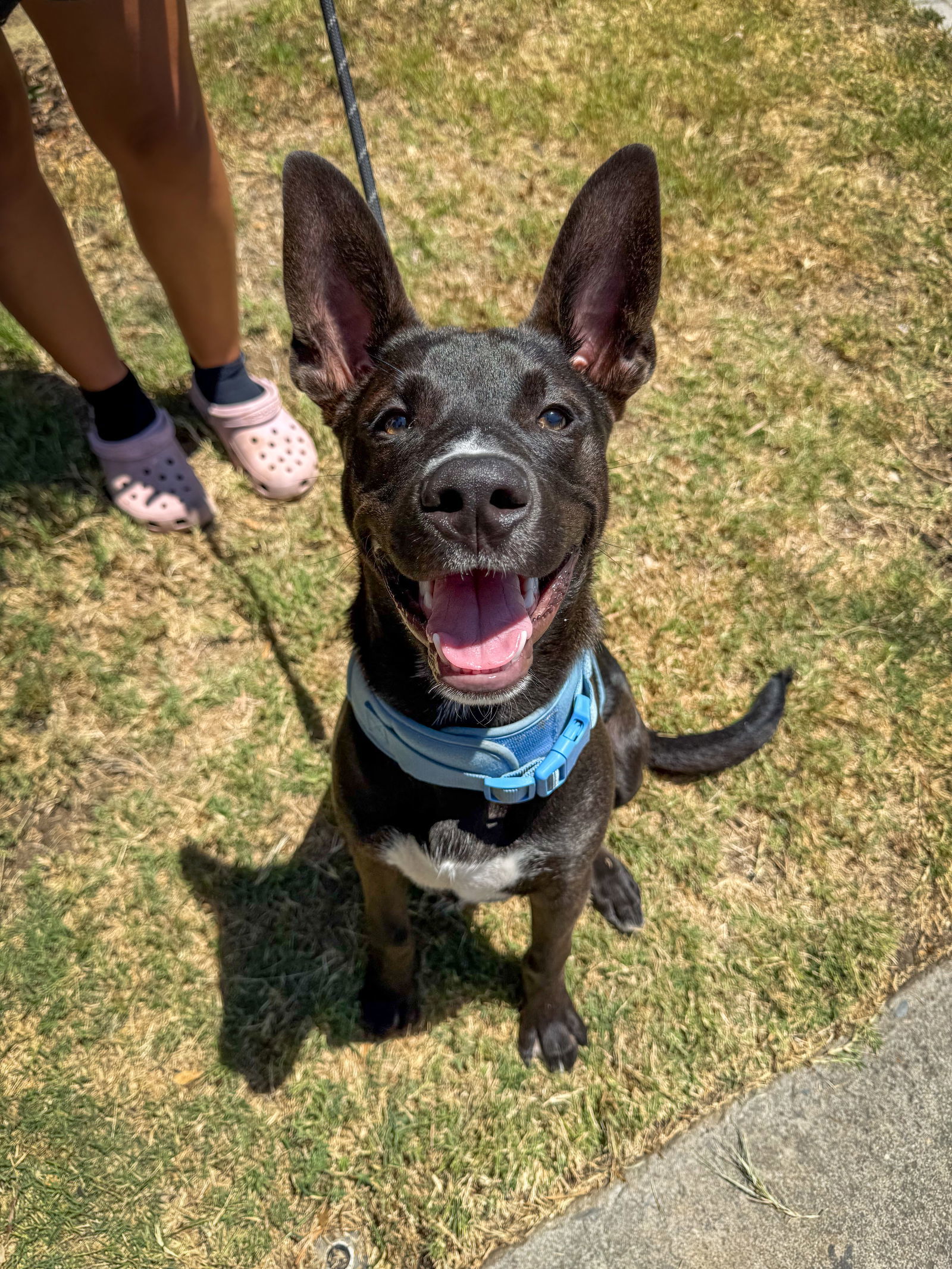 Loki
