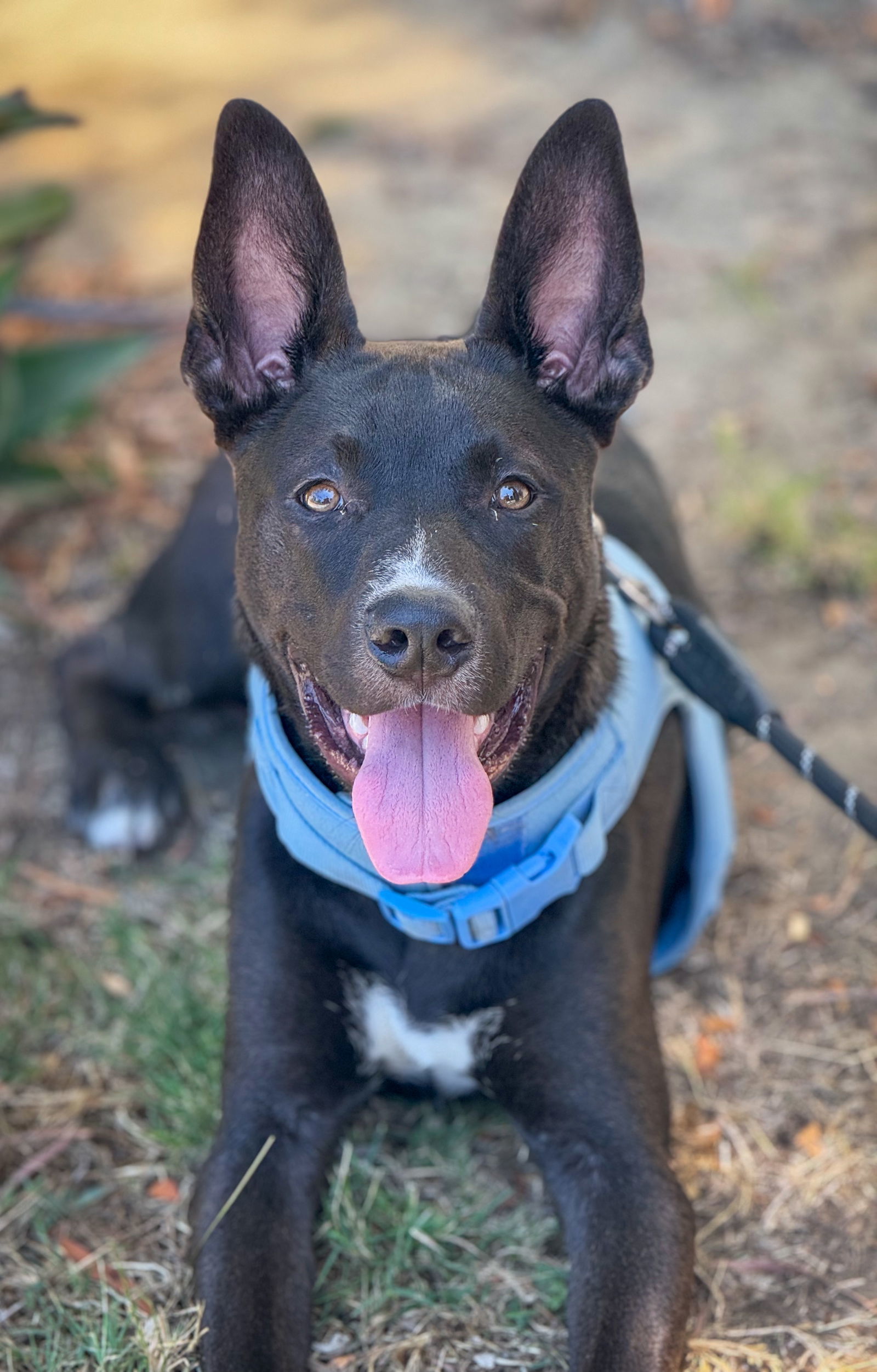 Loki
