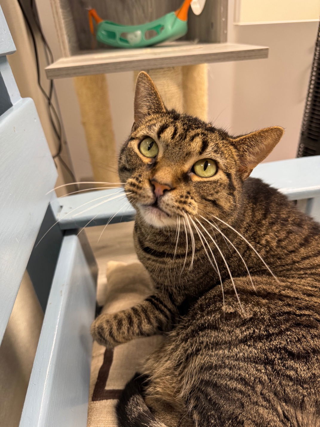 Tubby Tabby - Must Apply in Person
