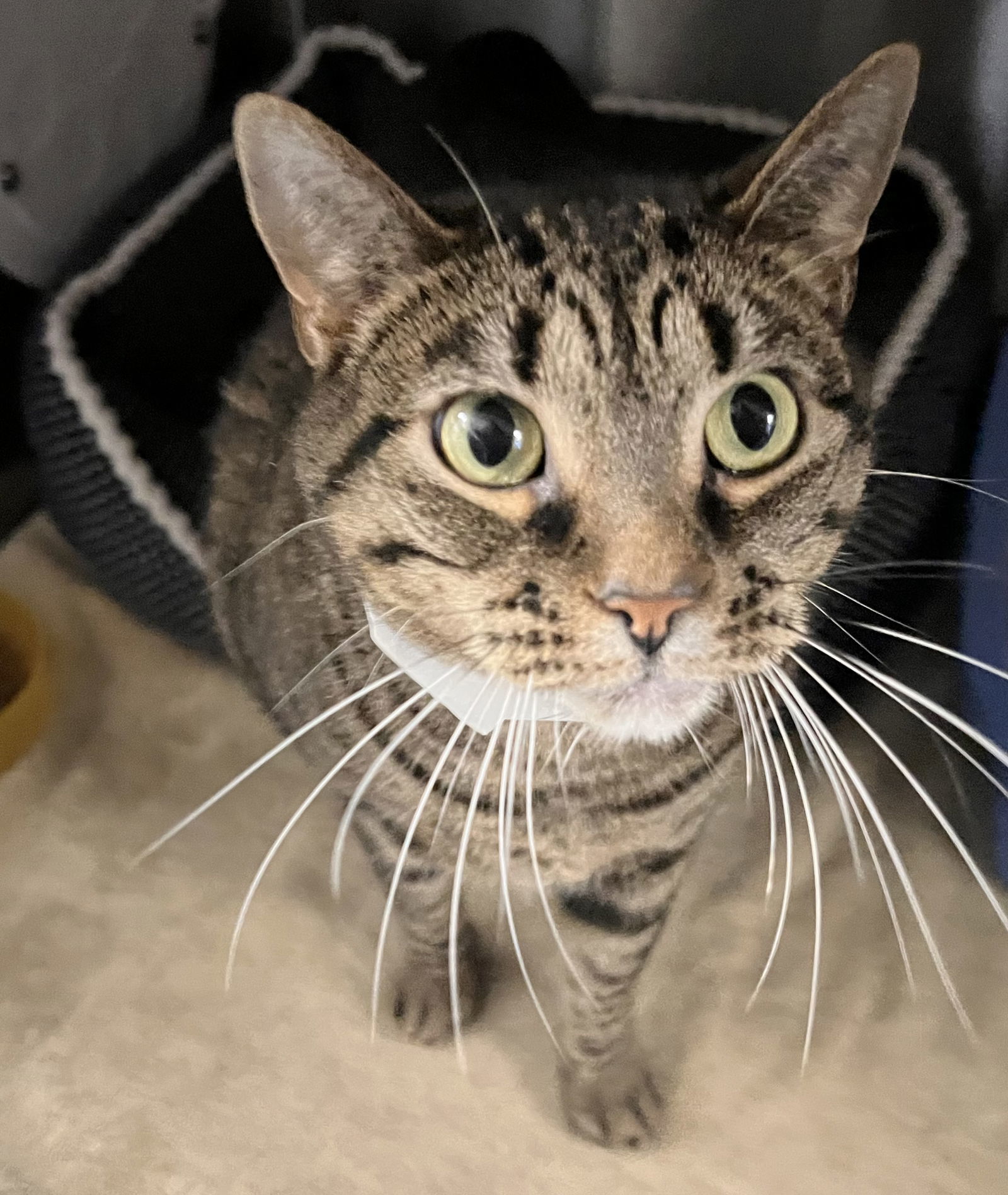 Tubby Tabby - Must Apply in Person