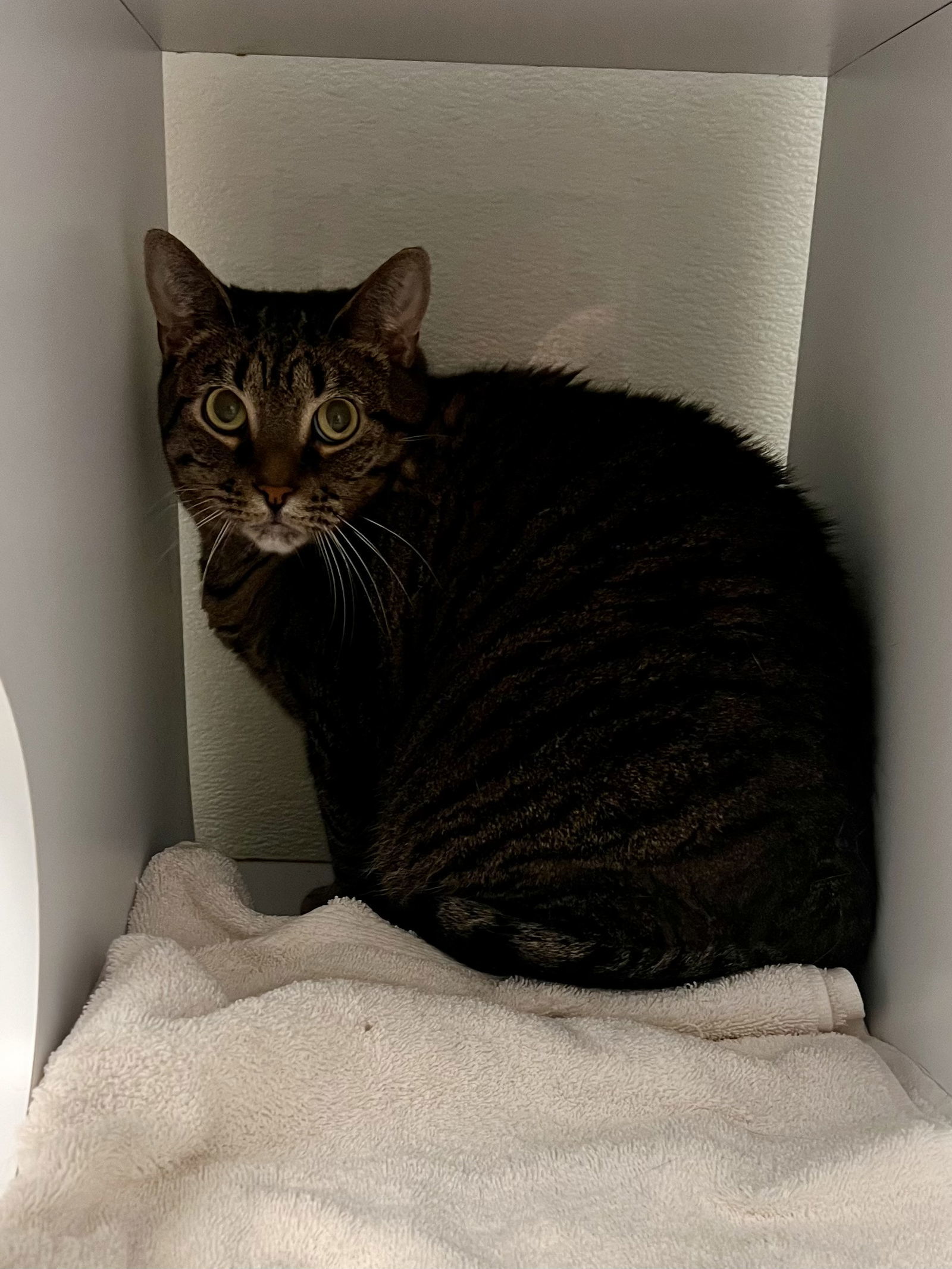 Tubby Tabby
