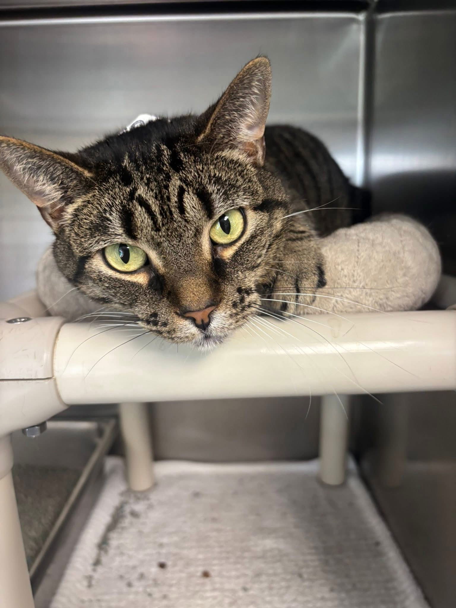 Tubby Tabby - Must Apply in Person