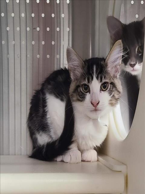 *LOKI