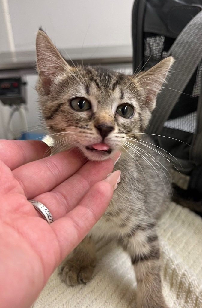 Fiona/Gnocchi