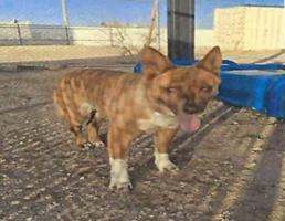 Chillie (A114868)