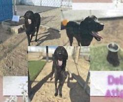 Delilah (A114649)
