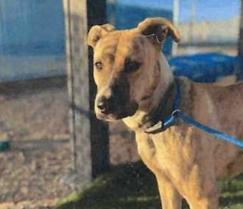 Brindle (A115208)