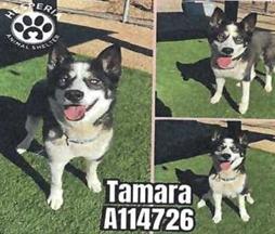 Tamara (A114726)