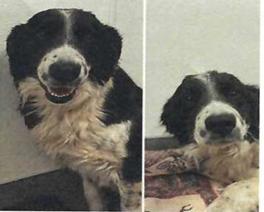 Emily ( A115282)