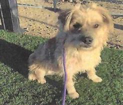 Henry (A114284)