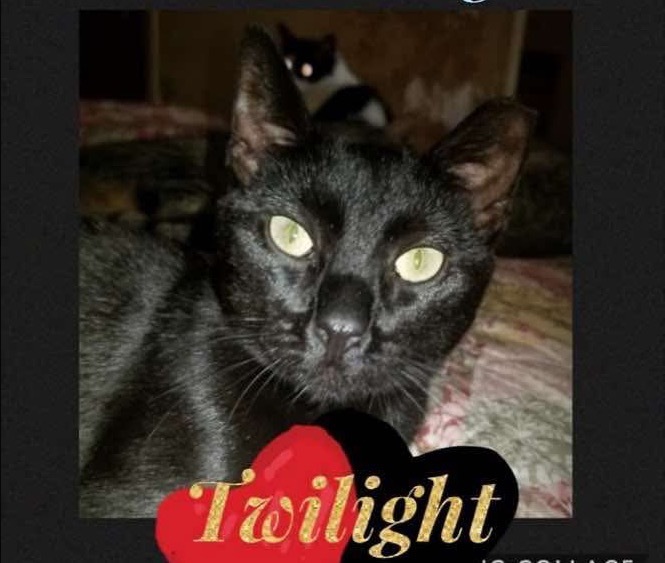 Twilight