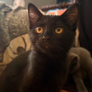 Please visit our website wwwferalfelinefriendsorg to learn more about this feline and to see other