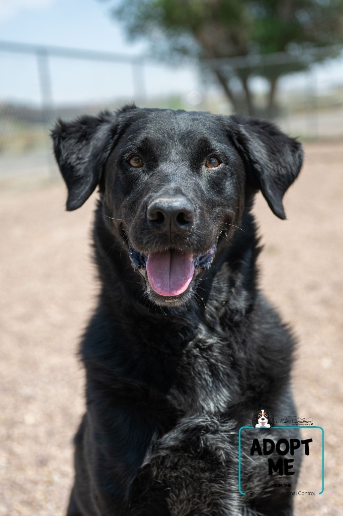 Scout, an adoptable Labrador Retriever, Mixed Breed in Rock Springs, WY, 82901 | Photo Image 1