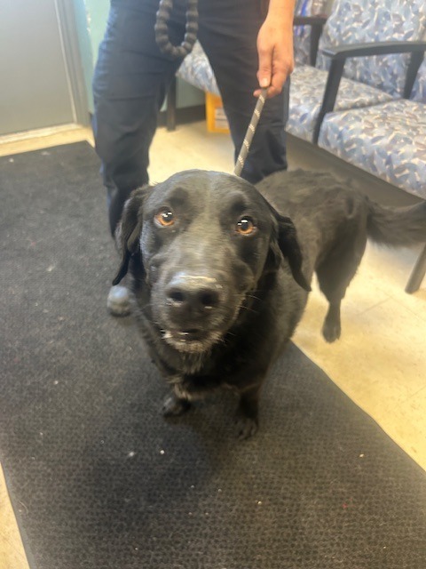 Scout, an adoptable Labrador Retriever, Mixed Breed in Rock Springs, WY, 82901 | Photo Image 2
