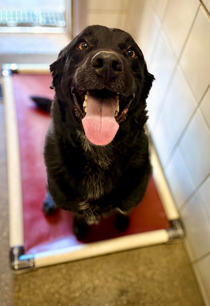 Scout, an adoptable Labrador Retriever, Mixed Breed in Rock Springs, WY, 82901 | Photo Image 3