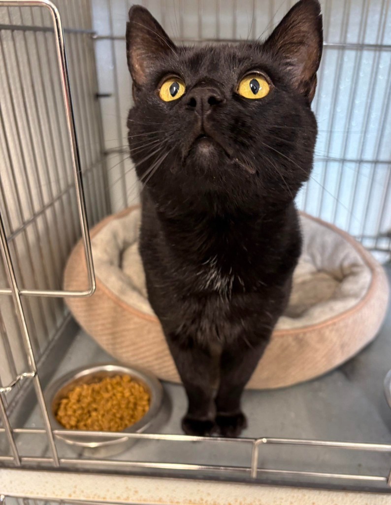 Frank, an adoptable Domestic Short Hair in Rock Springs, WY, 82901 | Photo Image 1