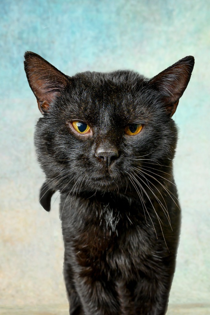 Frank, an adoptable Domestic Short Hair in Rock Springs, WY, 82901 | Photo Image 2