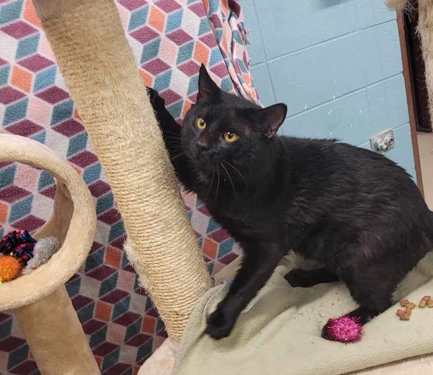 Frank, an adoptable Domestic Short Hair in Rock Springs, WY, 82901 | Photo Image 3