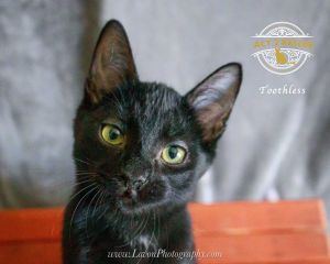 Toothless, Young Female unknown