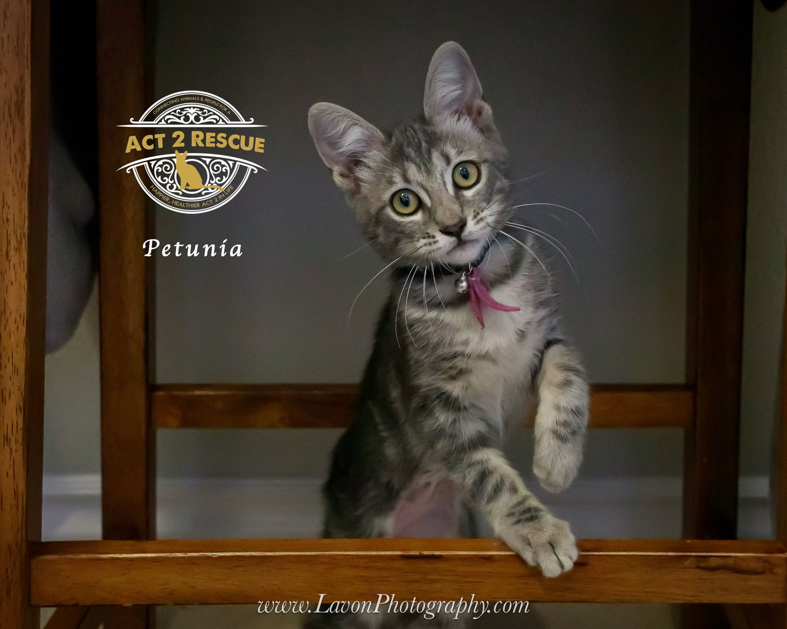 Petunia