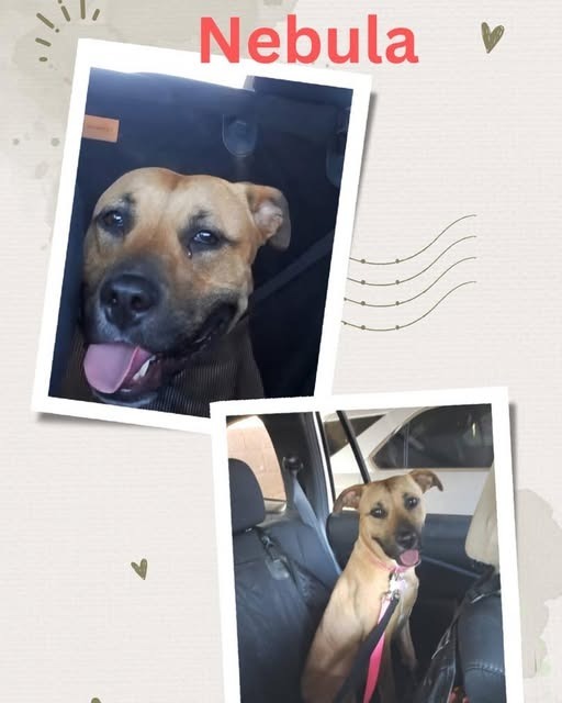 Nebula