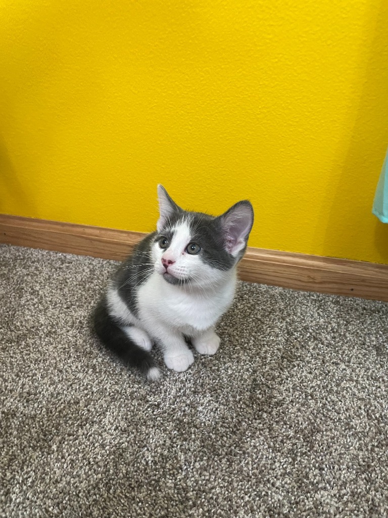 Milk Dud, an adoptable Domestic Short Hair in Minot, ND, 58702 | Photo Image 1