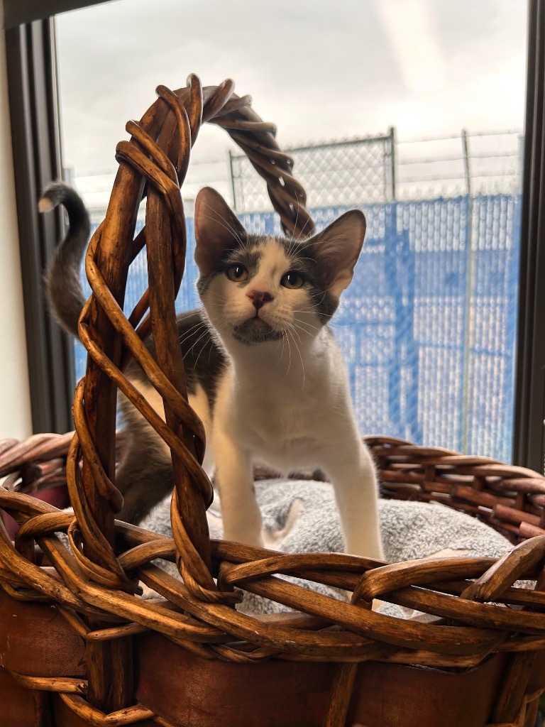 Milk Dud, an adoptable Domestic Short Hair in Minot, ND, 58702 | Photo Image 1