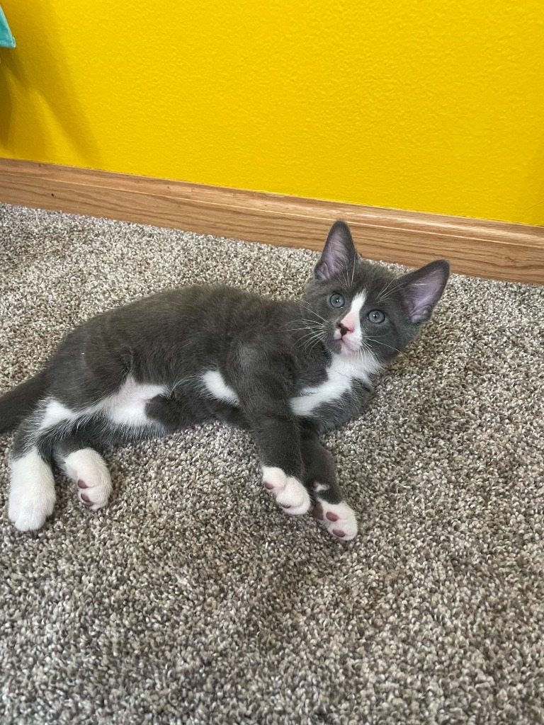 Sugar Daddy, an adoptable Domestic Short Hair in Minot, ND, 58702 | Photo Image 1