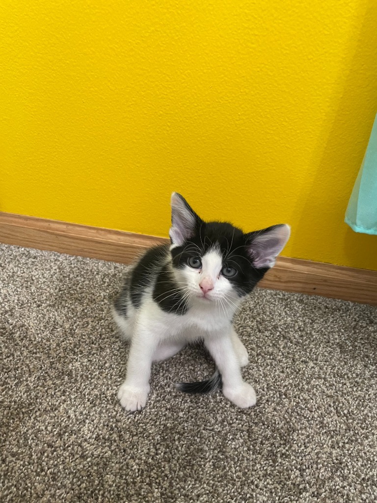 Cowtail, an adoptable Domestic Short Hair in Minot, ND, 58702 | Photo Image 1