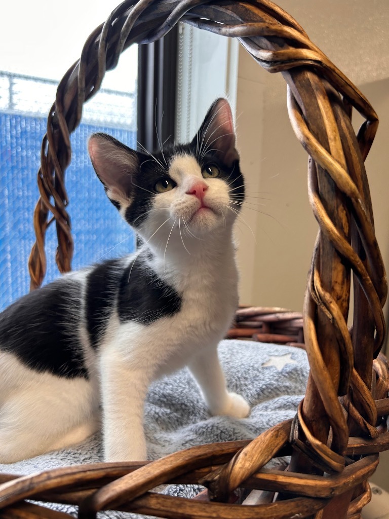Cowtail, an adoptable Domestic Short Hair in Minot, ND, 58702 | Photo Image 1
