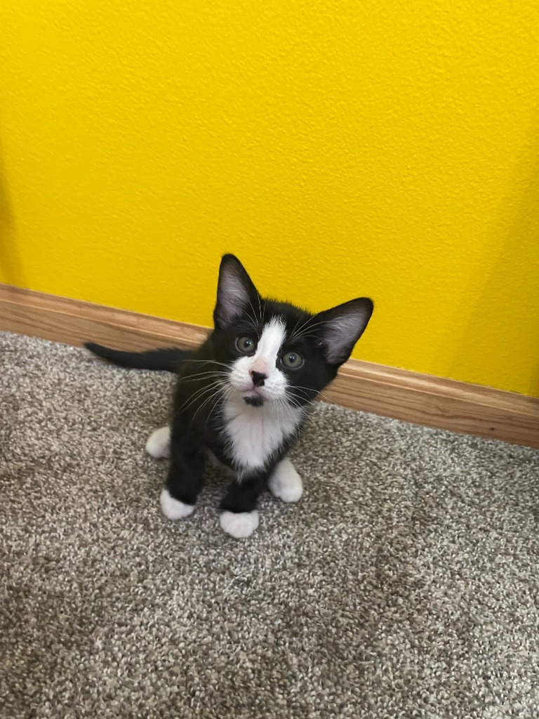 Tootsie Roll, an adoptable Domestic Short Hair in Minot, ND, 58702 | Photo Image 1