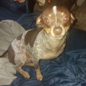 Sissy, Adult Female unknown