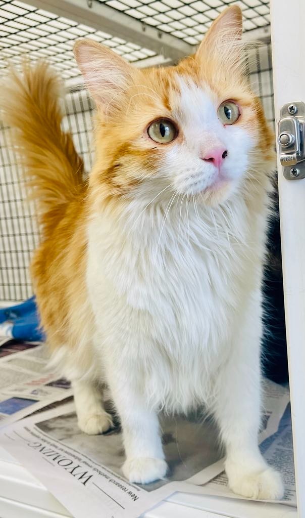 Pear, an adoptable Domestic Long Hair in Green River, WY, 82935 | Photo Image 1