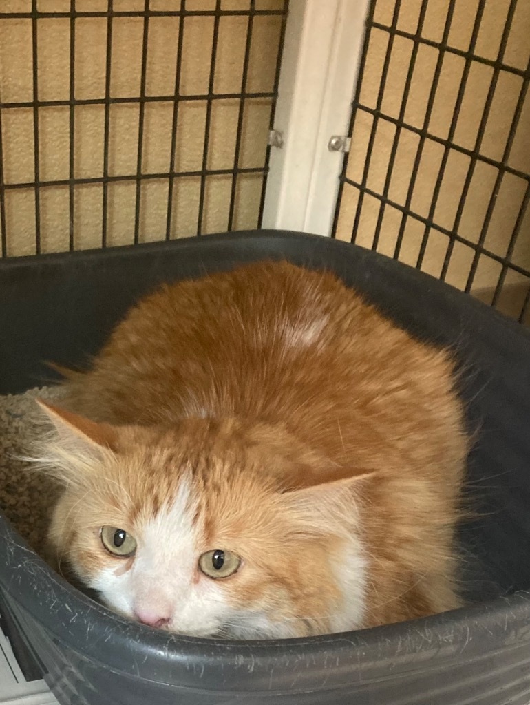 Pear, an adoptable Domestic Long Hair in Green River, WY, 82935 | Photo Image 2