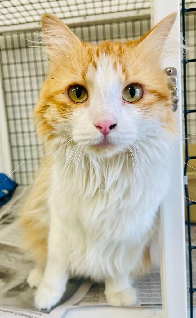 Pear, an adoptable Domestic Long Hair in Green River, WY, 82935 | Photo Image 4