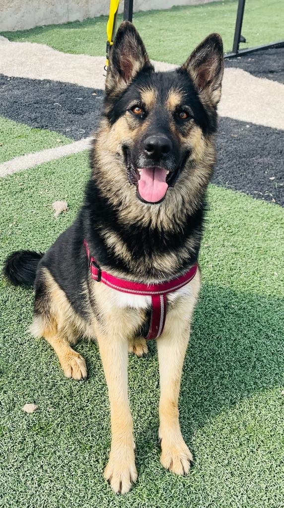Birk, an adoptable German Shepherd Dog, Husky in Green River, WY, 82935 | Photo Image 1