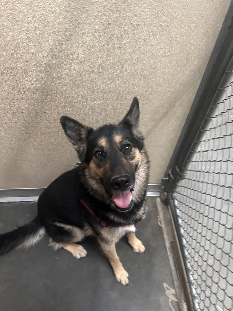 Birk, an adoptable German Shepherd Dog, Husky in Green River, WY, 82935 | Photo Image 2
