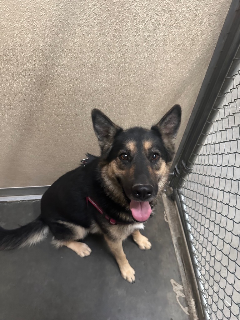 Birk, an adoptable German Shepherd Dog, Husky in Green River, WY, 82935 | Photo Image 3
