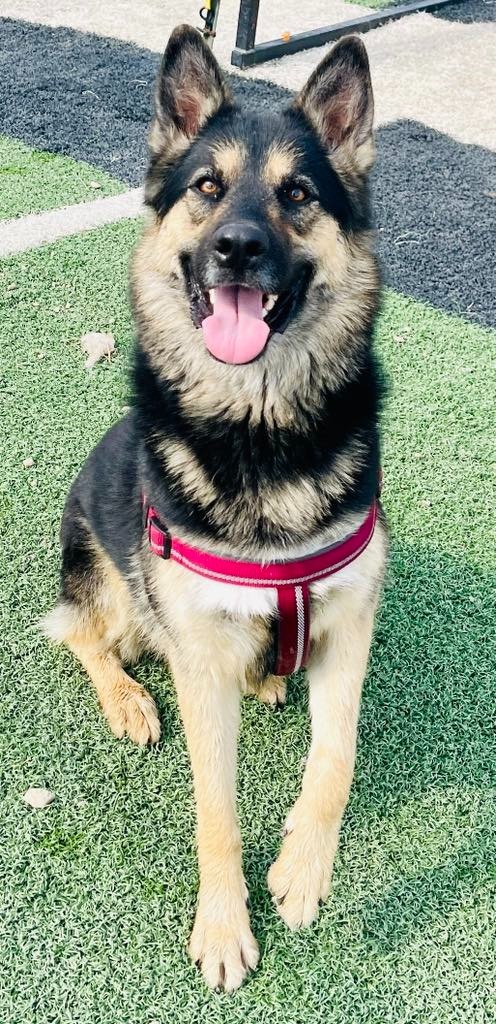 Birk, an adoptable German Shepherd Dog, Husky in Green River, WY, 82935 | Photo Image 6