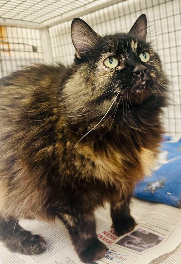 Flower, an adoptable Domestic Long Hair in Green River, WY, 82935 | Photo Image 1