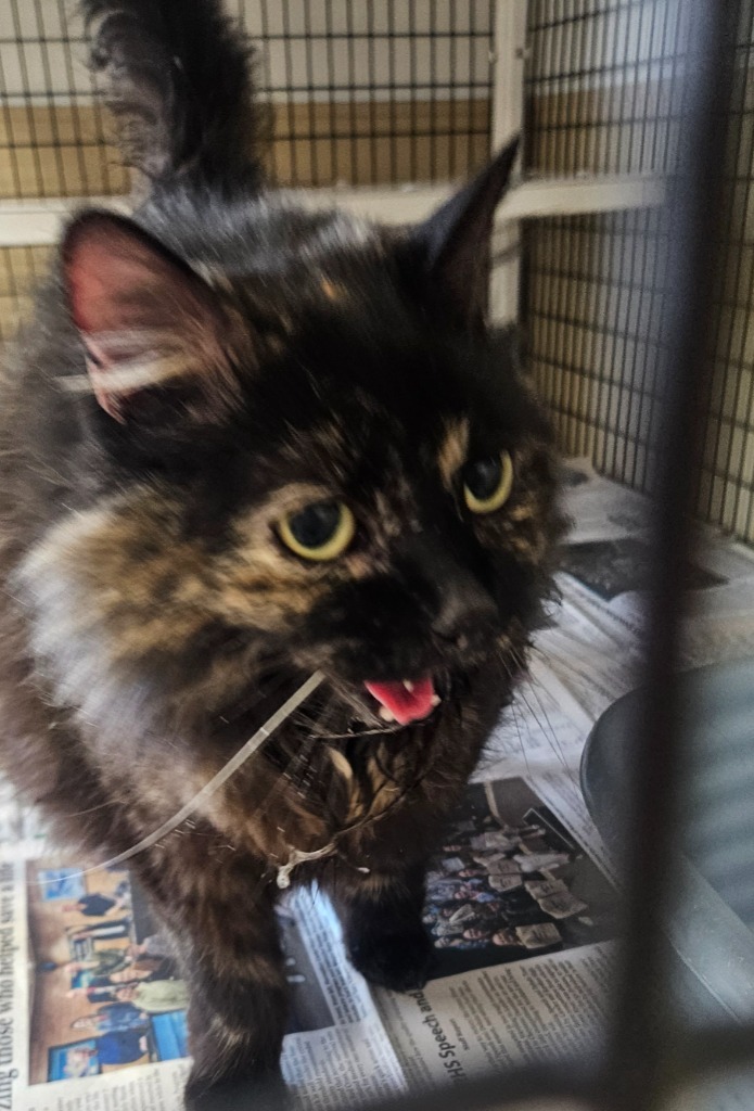 Flower, an adoptable Domestic Long Hair in Green River, WY, 82935 | Photo Image 2