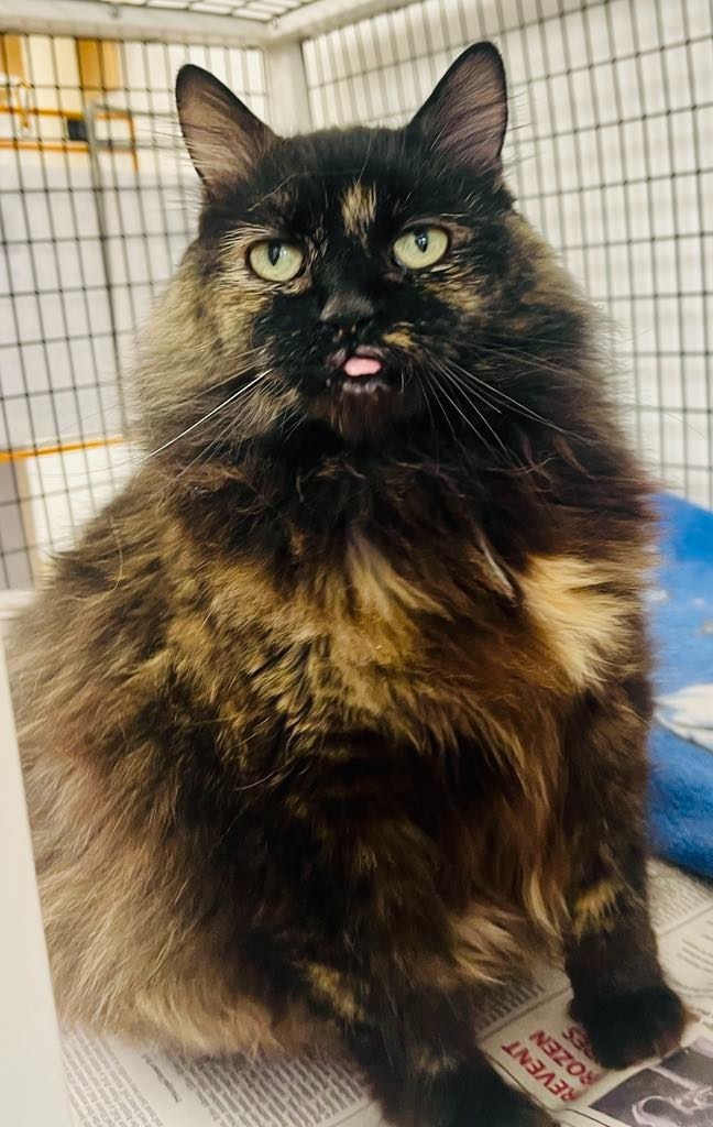 Flower, an adoptable Domestic Long Hair in Green River, WY, 82935 | Photo Image 4