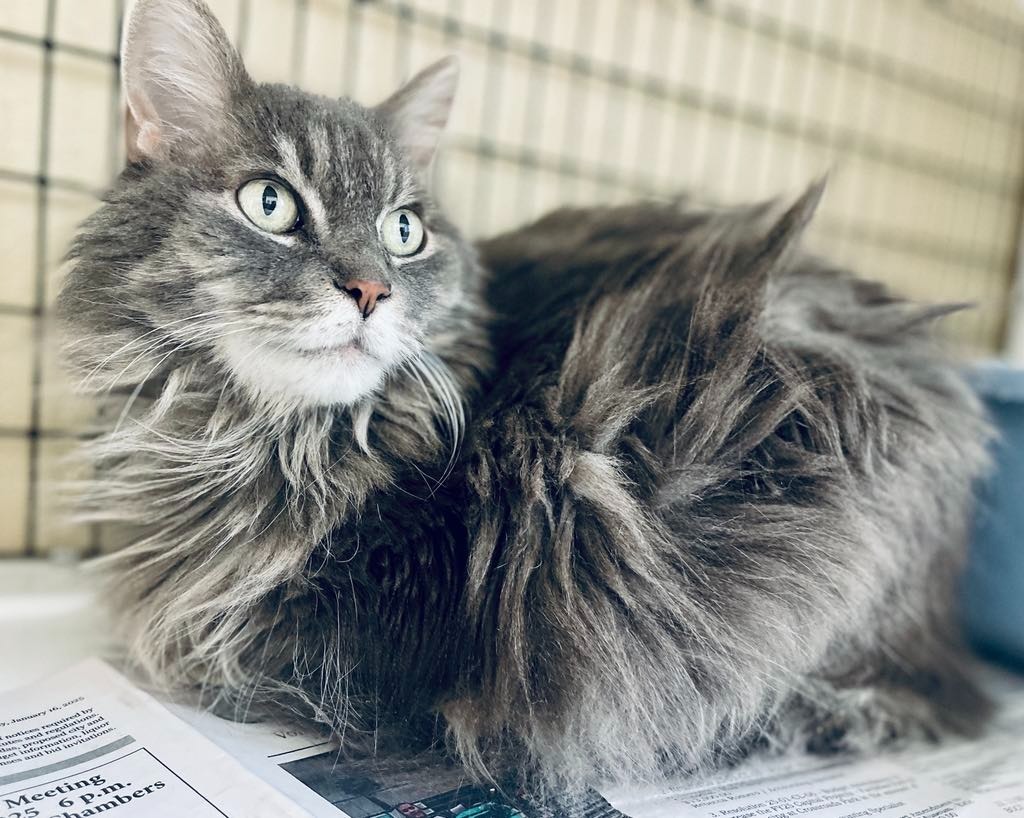 Prissy, an adoptable Domestic Long Hair in Green River, WY, 82935 | Photo Image 1
