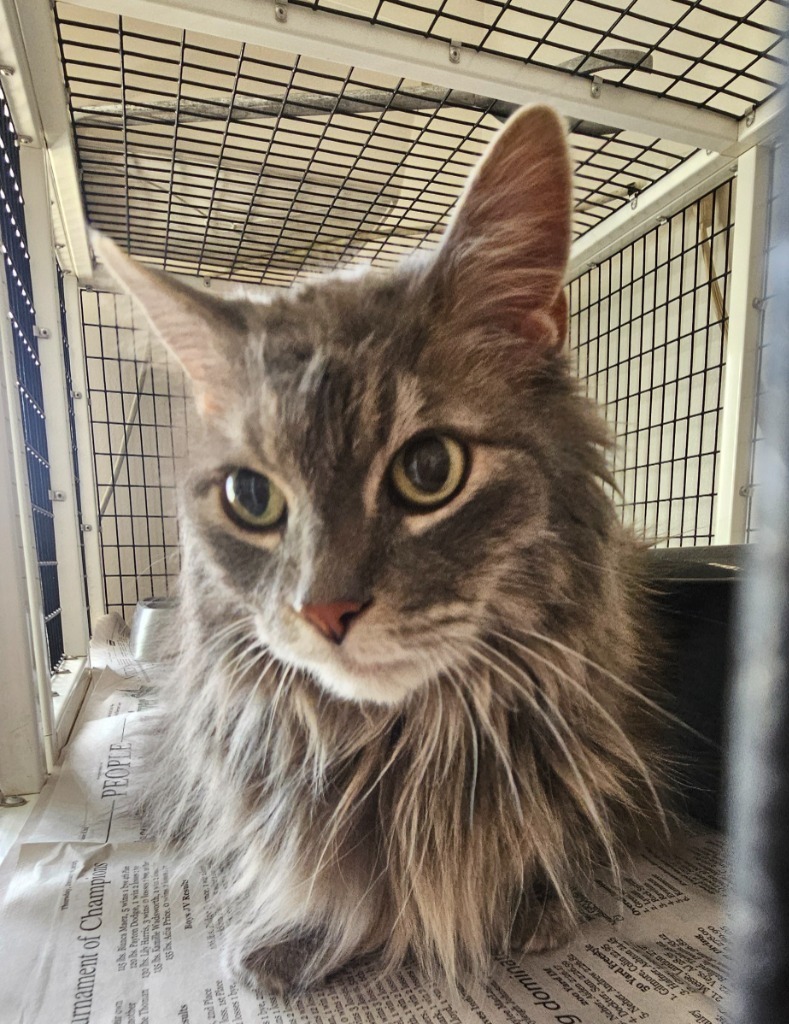 Prissy, an adoptable Domestic Long Hair in Green River, WY, 82935 | Photo Image 2