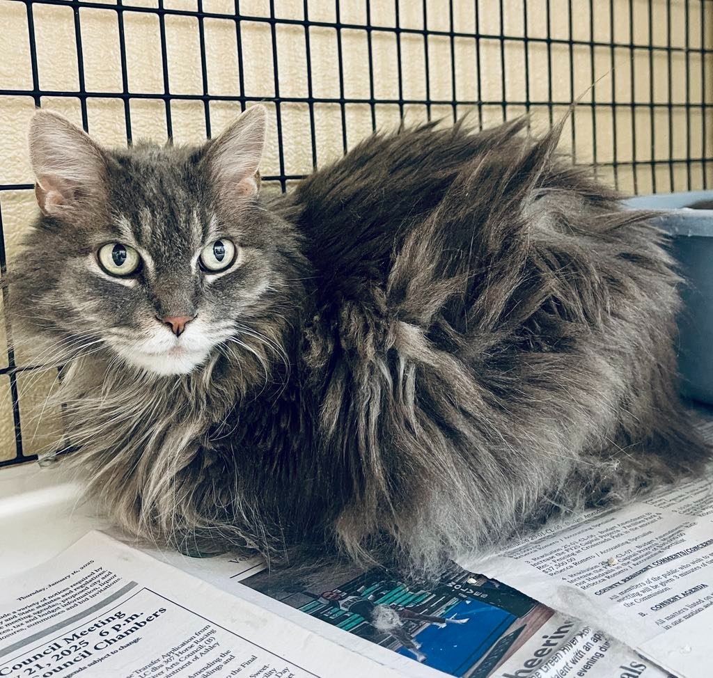 Prissy, an adoptable Domestic Long Hair in Green River, WY, 82935 | Photo Image 4
