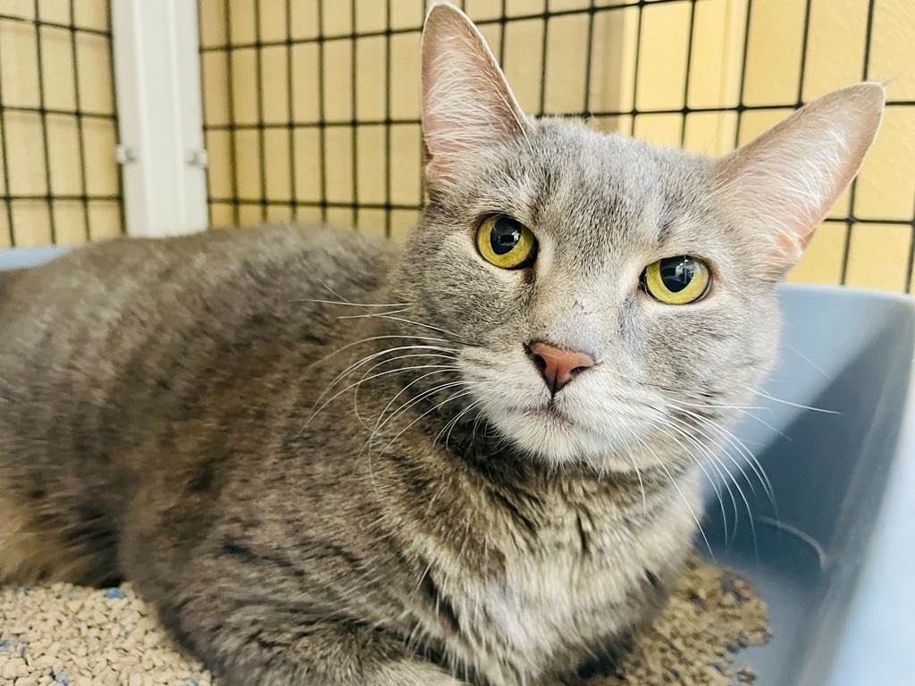 Kissy, an adoptable Domestic Short Hair in Green River, WY, 82935 | Photo Image 1
